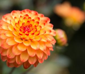 Close up of an orange and yellow flower